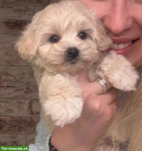 Bild 2: Maltipoo Welpe sucht ein neues, liebes Zuhause