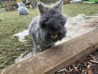 Lustiges Löwenkopf Mix Kaninchen