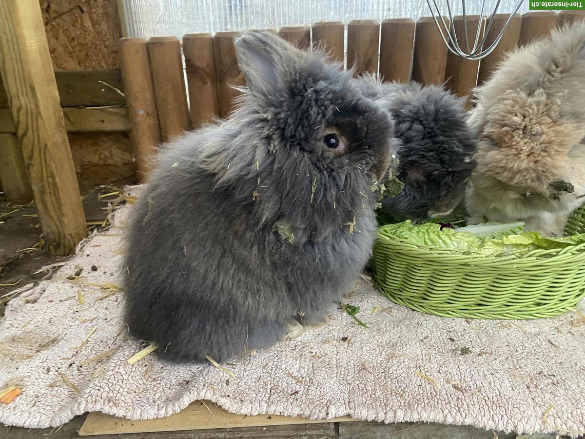 Bild 2: Lustiges Löwenkopf Mix Kaninchen