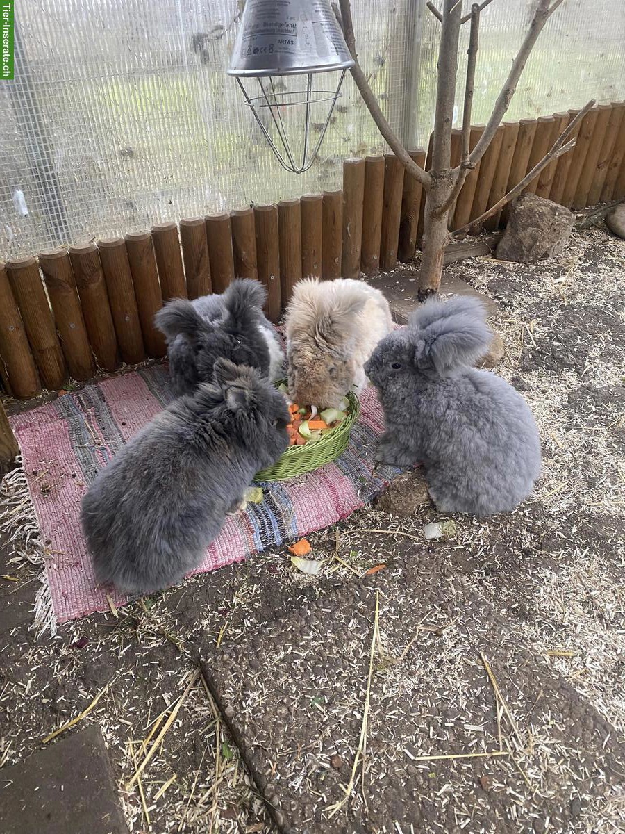 Bild 4: Lustiges Löwenkopf Mix Kaninchen