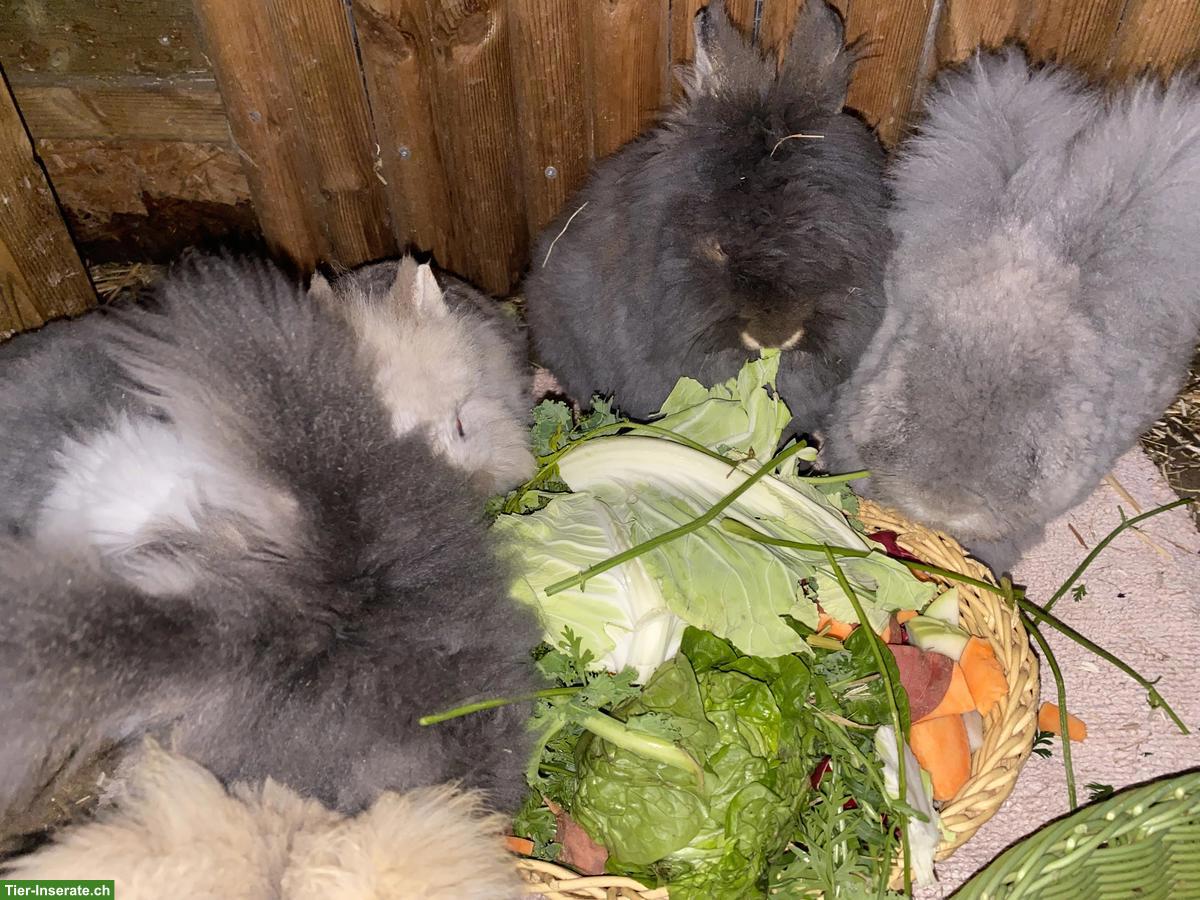 Bild 5: Lustiges Löwenkopf Mix Kaninchen