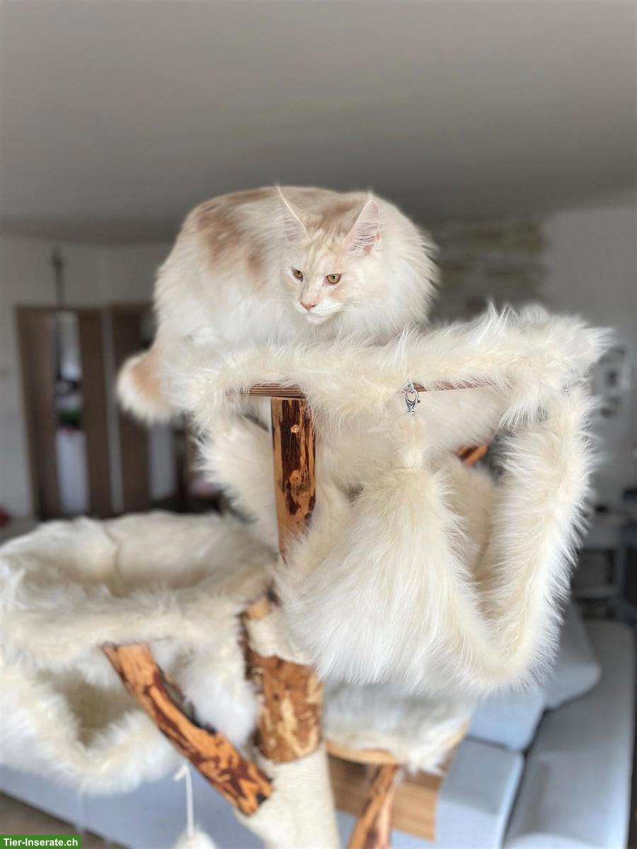 Bild 4: NATURHOLZ Katzenbaum Kratzbaum MASSIV HANDWERK TOP