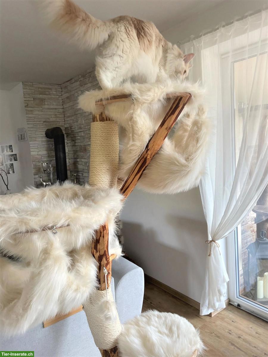 Bild 6: NATURHOLZ Katzenbaum Kratzbaum MASSIV HANDWERK TOP