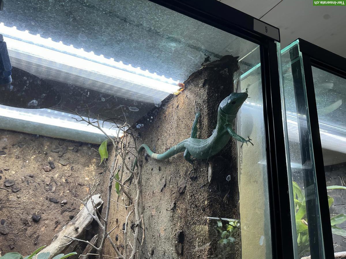 Bild 2: Gastropholis prasina Paar zu verkaufen