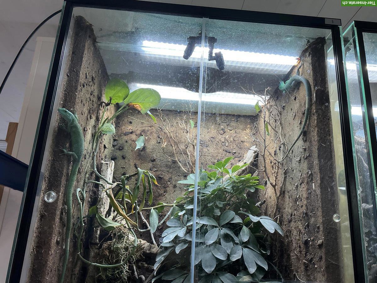 Bild 3: Gastropholis prasina Paar zu verkaufen