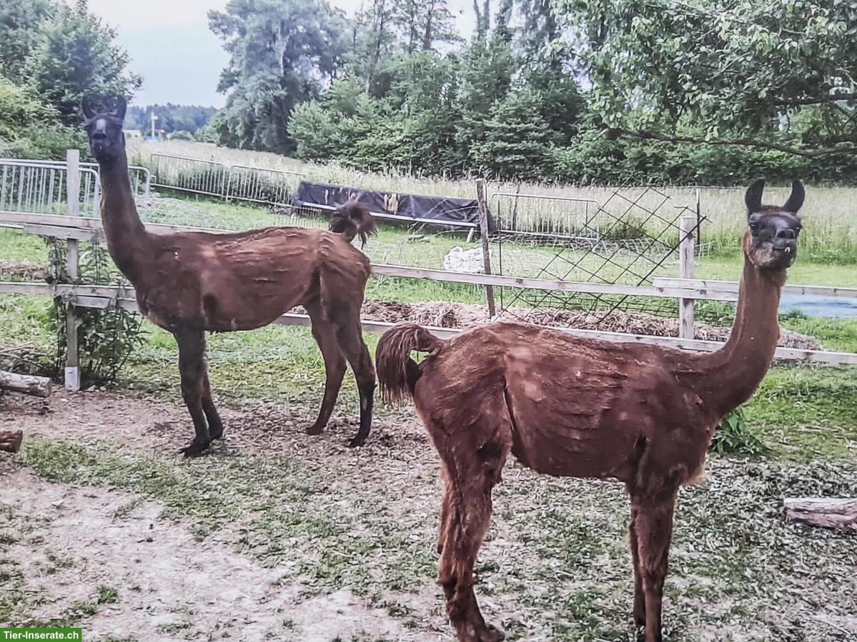 2 Classic Lamas suchen ein neues Zuhause