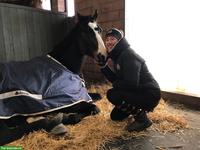 Suche Job als Pferdepflegerin 60%