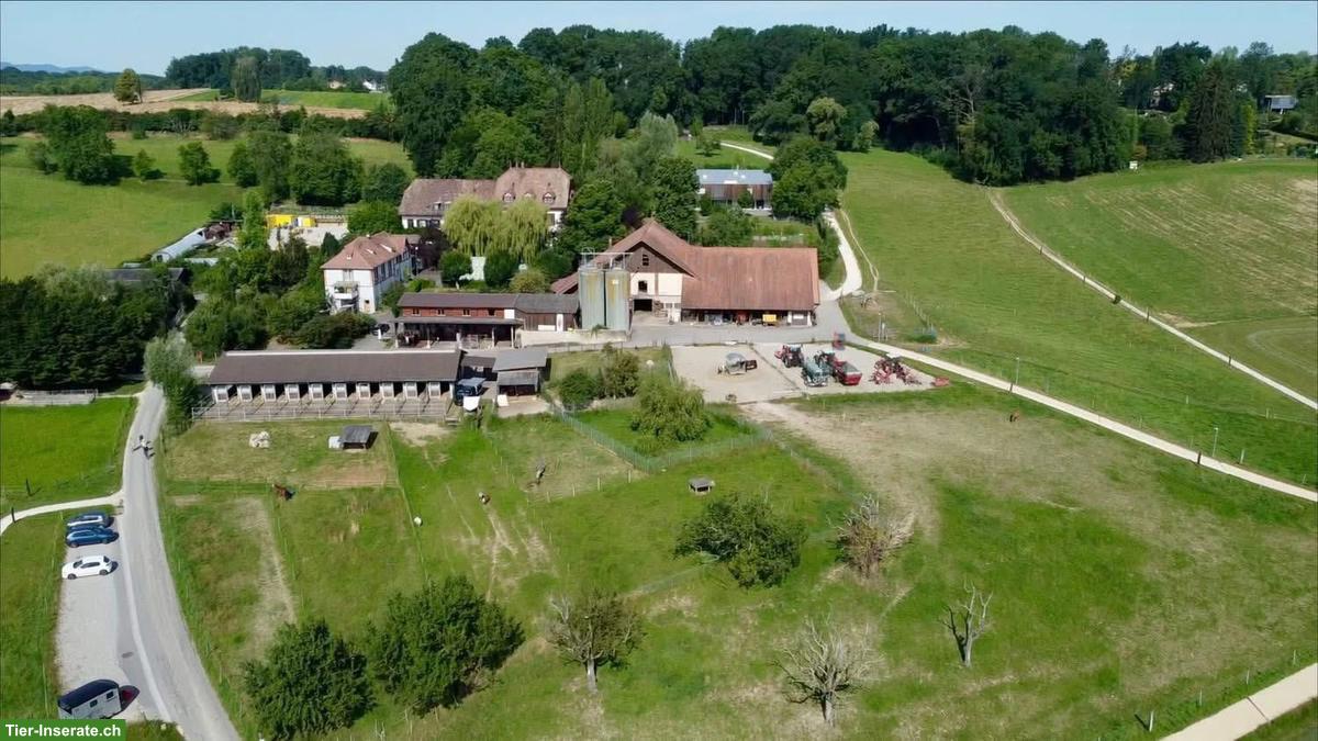Freie Pferdeboxe in Basel zu vermieten