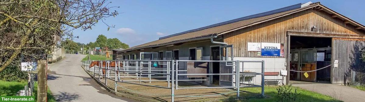 Bild 2: Freie Pferdeboxe in Basel zu vermieten