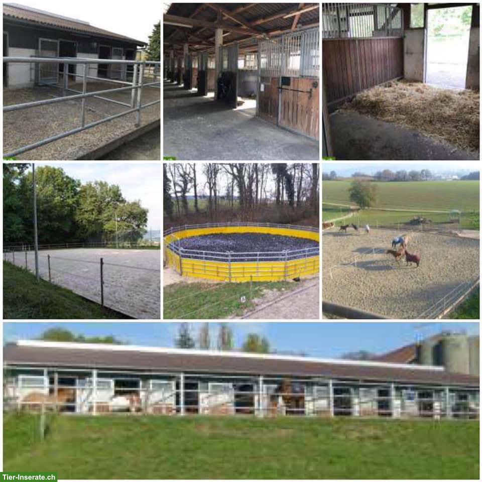Bild 3: Freie Pferdeboxe in Basel zu vermieten