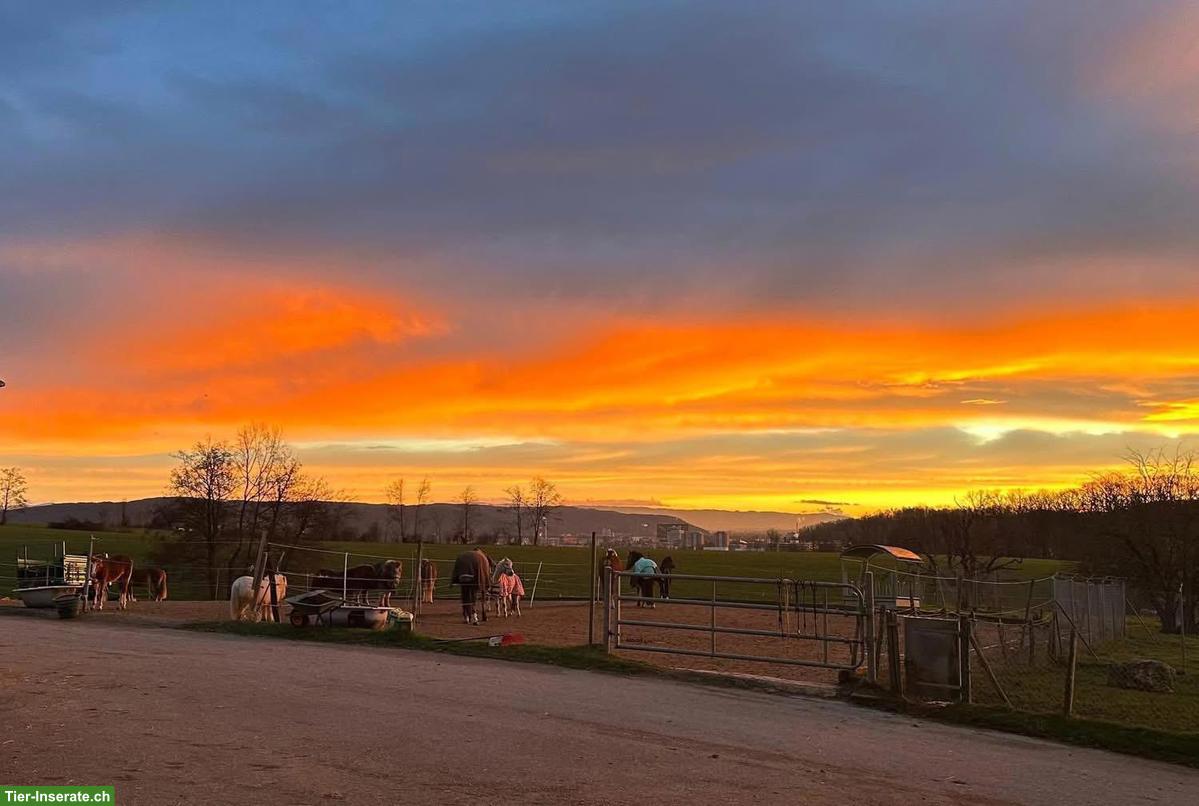 Bild 4: Freie Pferdeboxe in Basel zu vermieten