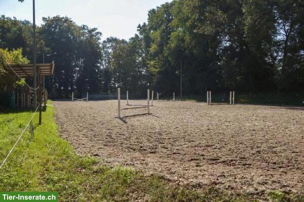 Bild 5: Freie Pferdeboxe in Basel zu vermieten