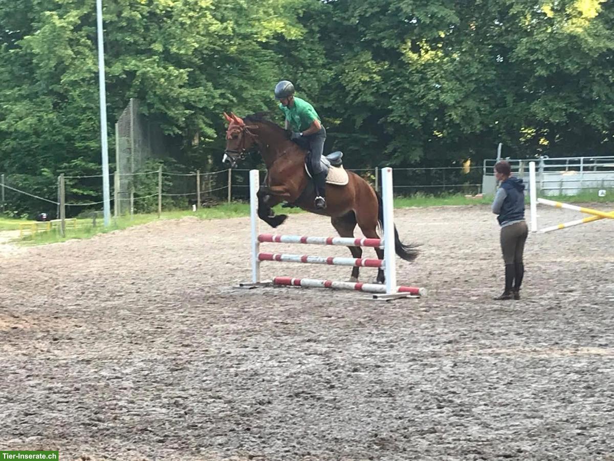 Bild 6: Freie Pferdeboxe in Basel zu vermieten