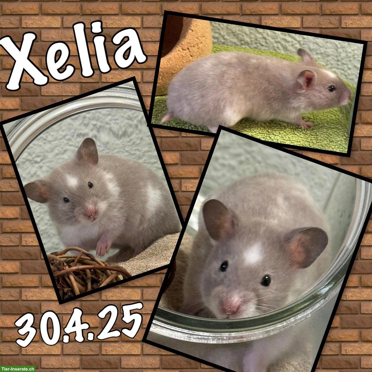 Süsses Hamster Weibchen sucht artgerechtes Zuhause