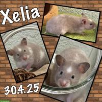 Süsses Hamster Weibchen sucht artgerechtes Zuhause