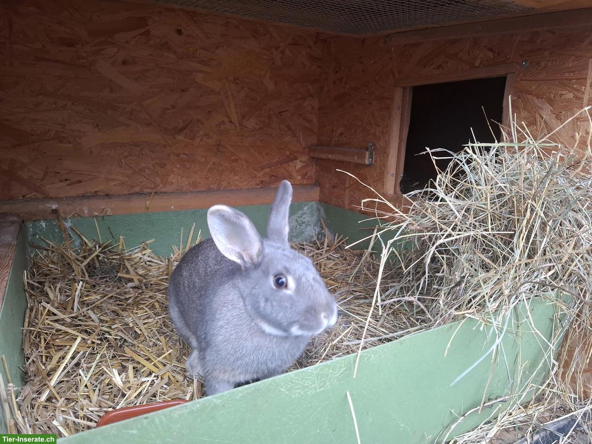 Zutrauliches Feh Kaninchen Paar sucht neues Zuhause