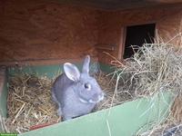 Zutrauliches Feh Kaninchen Paar sucht neues Zuhause