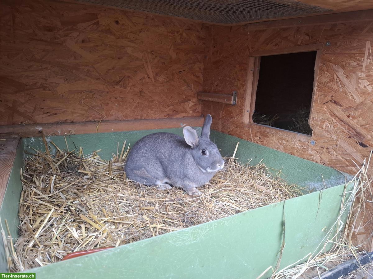 Bild 2: Zutrauliches Feh Kaninchen Paar sucht neues Zuhause