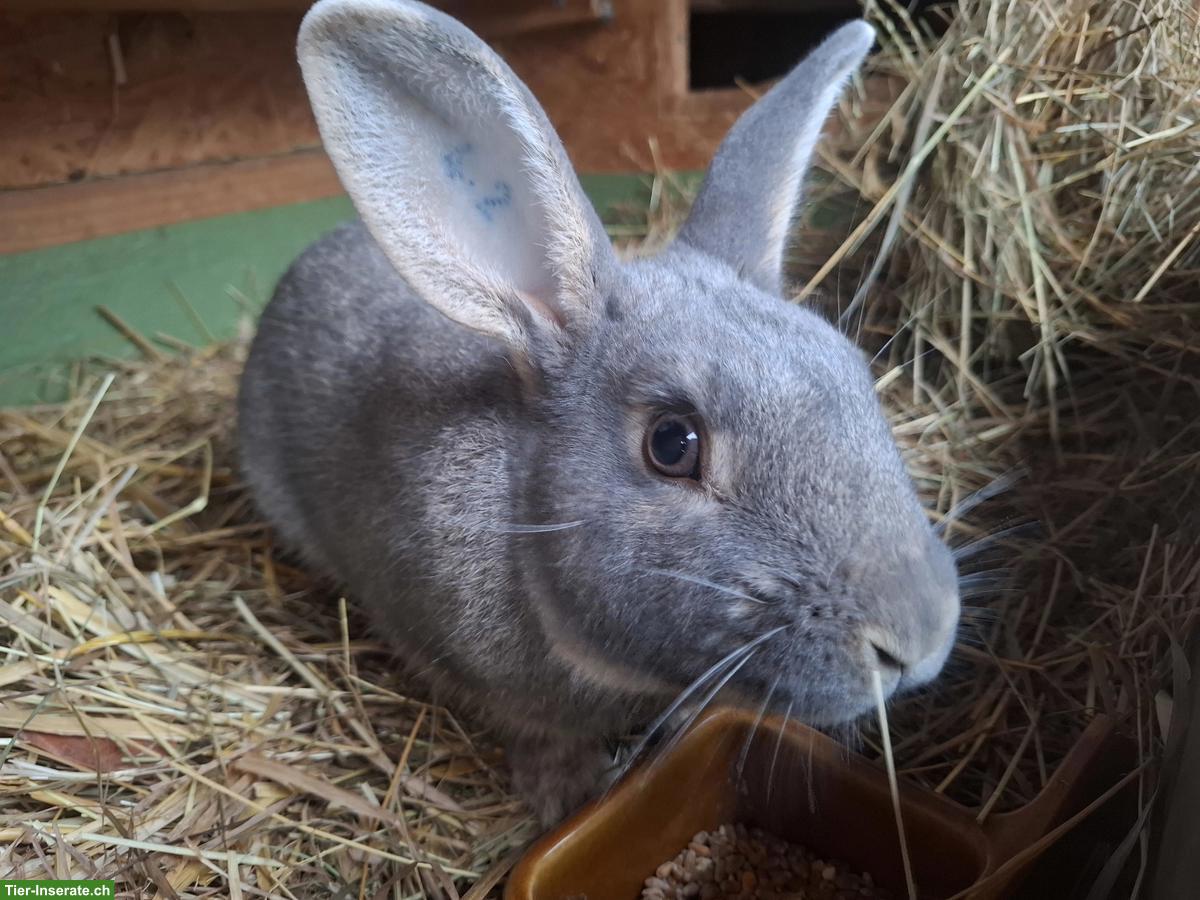 Bild 3: Zutrauliches Feh Kaninchen Paar sucht neues Zuhause