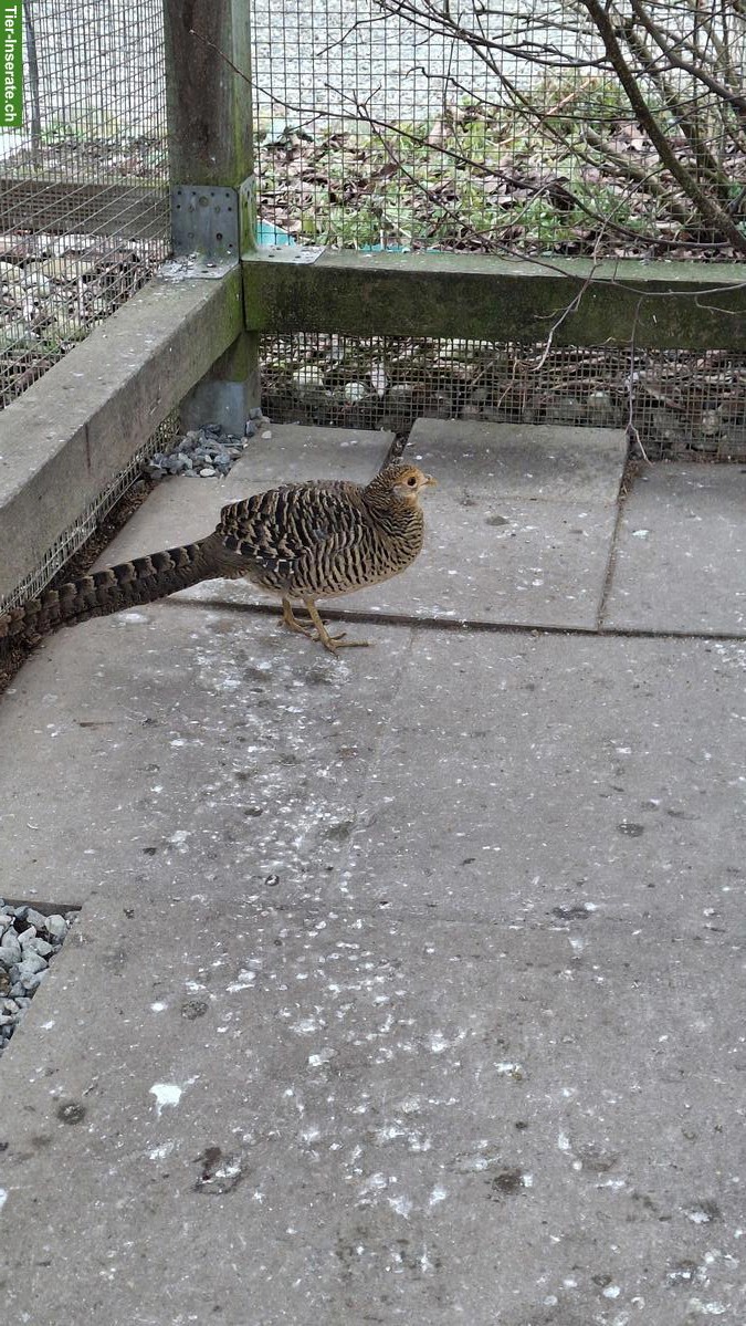 Bild 2: Junge Goldfasane suchen neues Zuhause