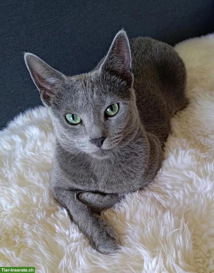 Reinrassiger Russisch Blau Kater sucht liebevolles Zuhause