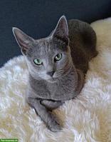 Reinrassiger Russisch Blau Kater sucht liebevolles Zuhause