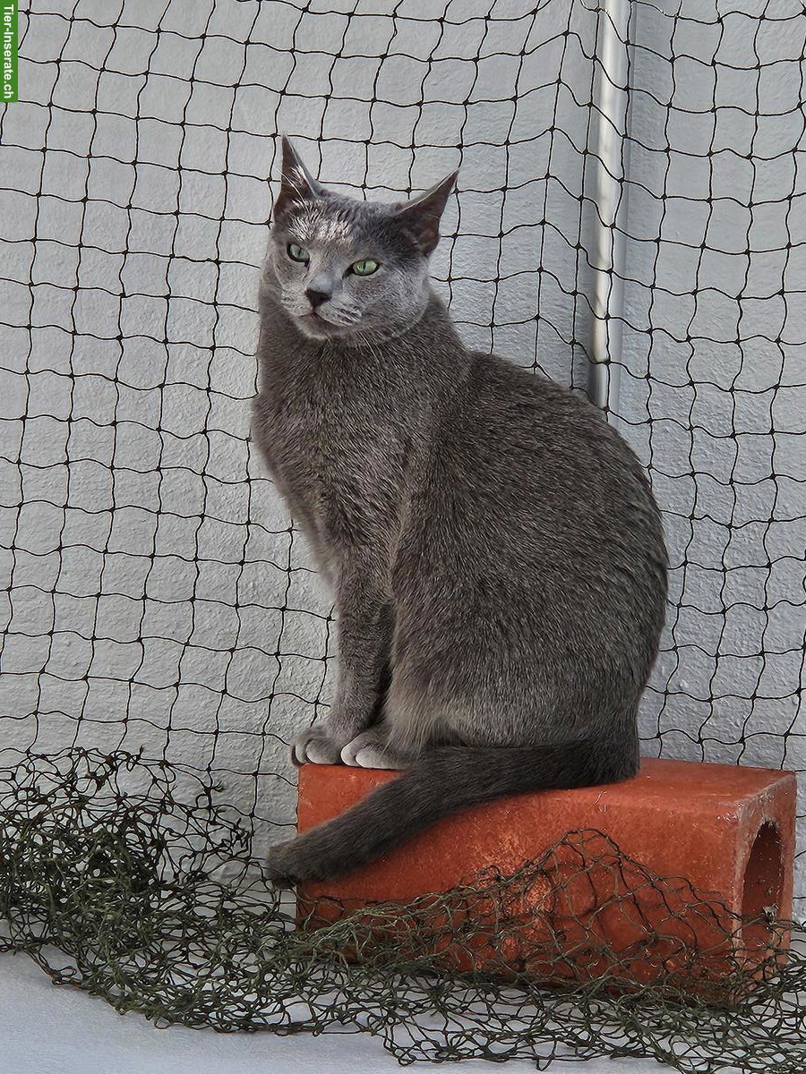 Bild 2: Reinrassiger Russisch Blau Kater sucht liebevolles Zuhause