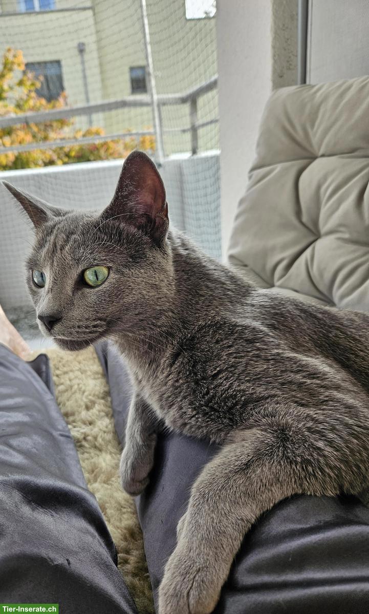 Bild 3: Reinrassiger Russisch Blau Kater sucht liebevolles Zuhause