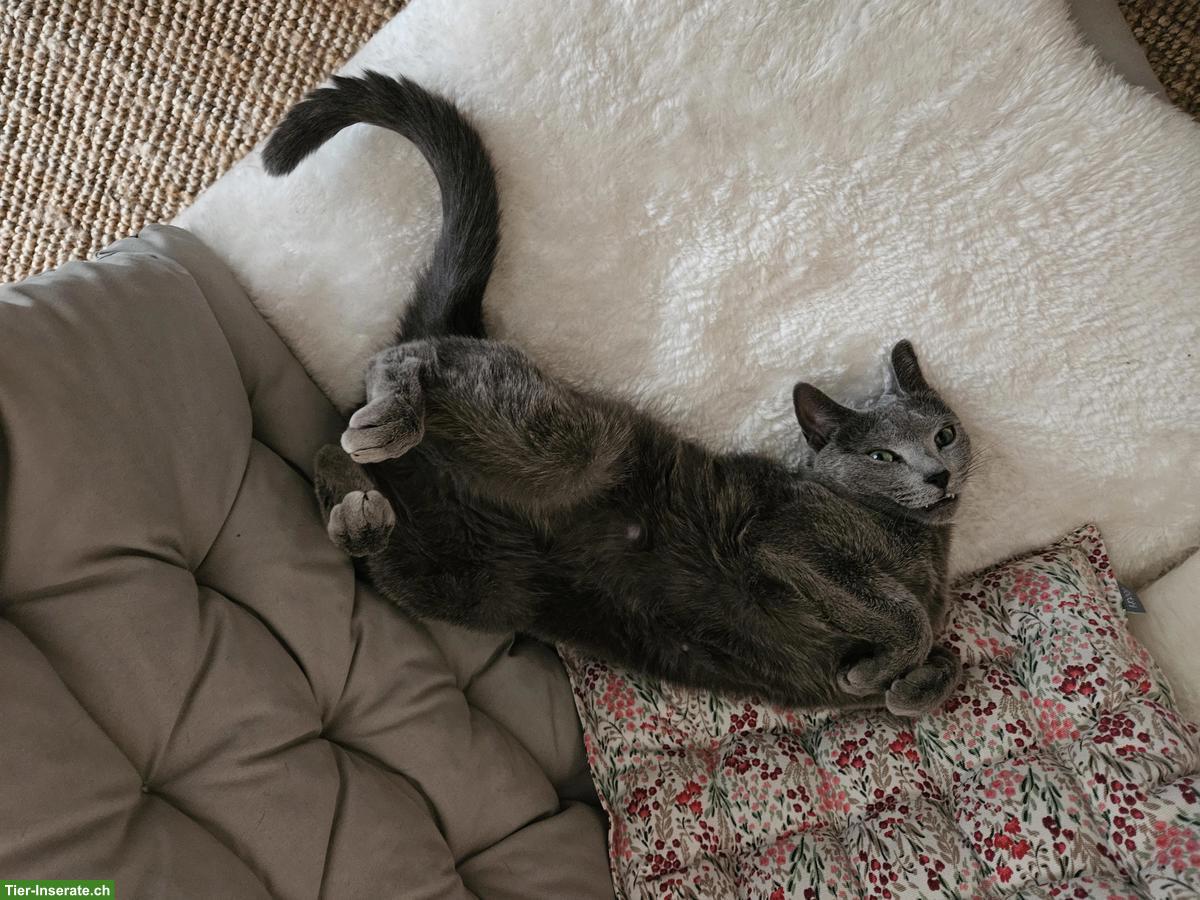 Bild 4: Reinrassiger Russisch Blau Kater sucht liebevolles Zuhause