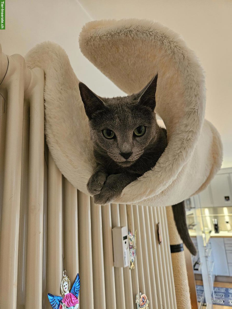 Bild 6: Reinrassiger Russisch Blau Kater sucht liebevolles Zuhause