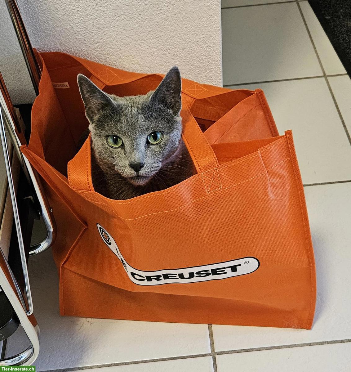 Bild 7: Reinrassiger Russisch Blau Kater sucht liebevolles Zuhause