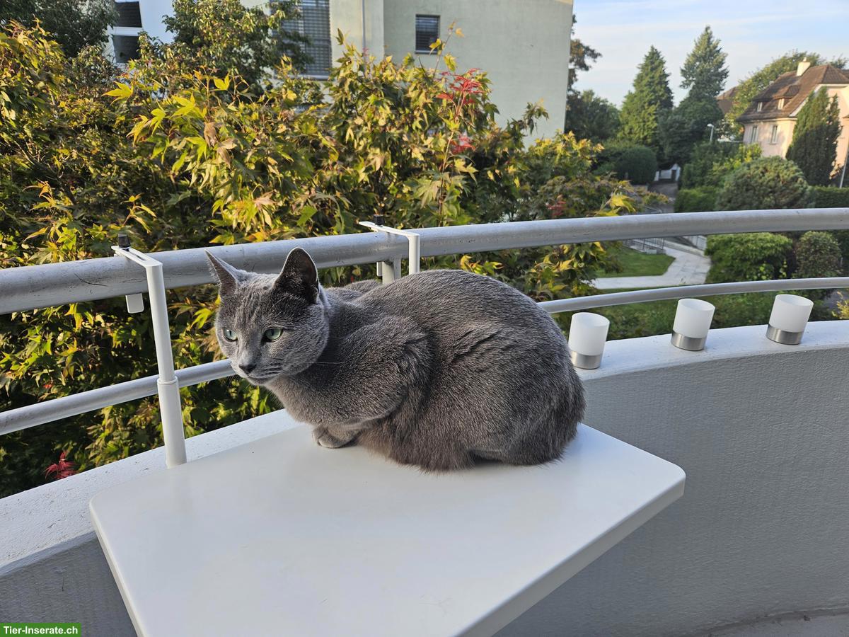 Bild 8: Reinrassiger Russisch Blau Kater sucht liebevolles Zuhause