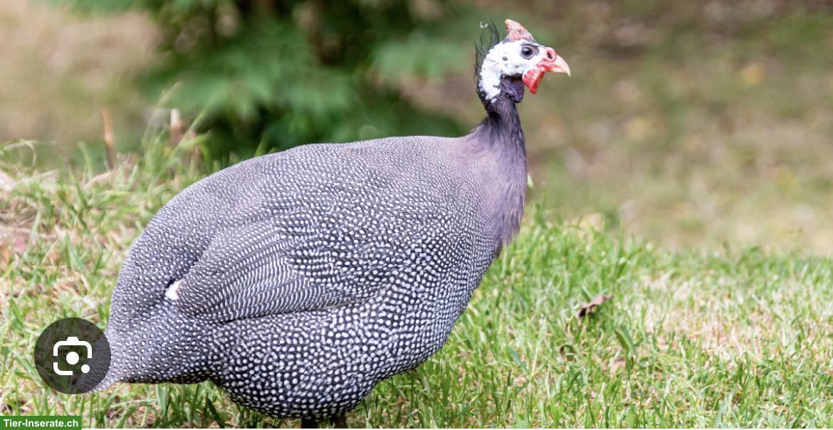 Suche Perlhuhn schweizweit