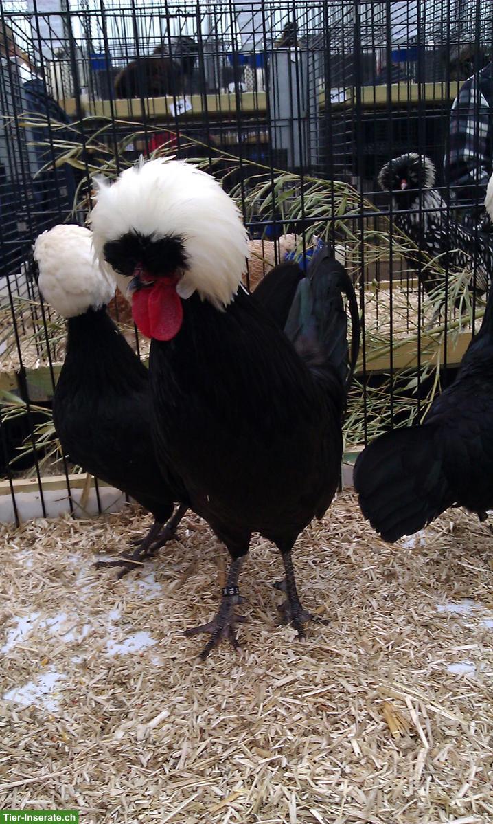 Zwerg Holländer Haubenhühner, 2 Hennen & 1 Hahn