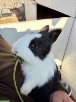 Holländer Kaninchenbabys suchen artgerechtes Zuhause