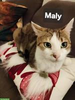 Kater & Kätzin, verschmustes Katzenpaar sucht ein Zuhause