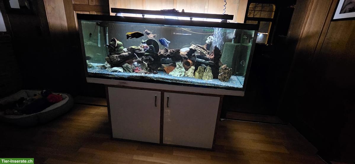 Bild 2: 500 Liter Aquarium 160x60x60cm komplett mit Fischen