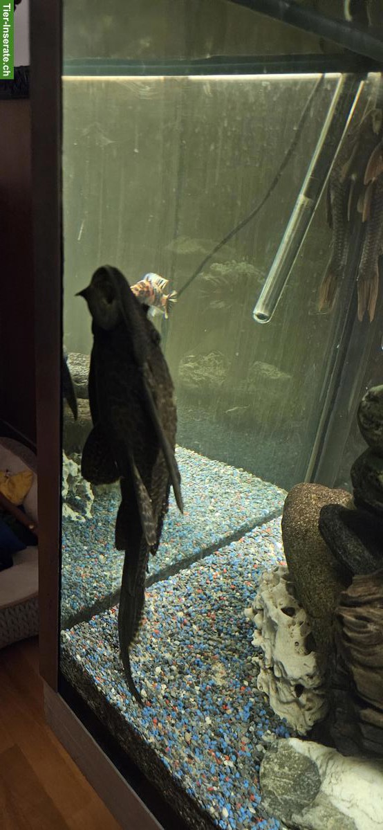 Bild 3: 500 Liter Aquarium 160x60x60cm komplett mit Fischen