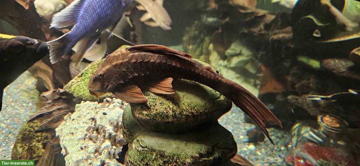 Bild 4: 500 Liter Aquarium 160x60x60cm komplett mit Fischen