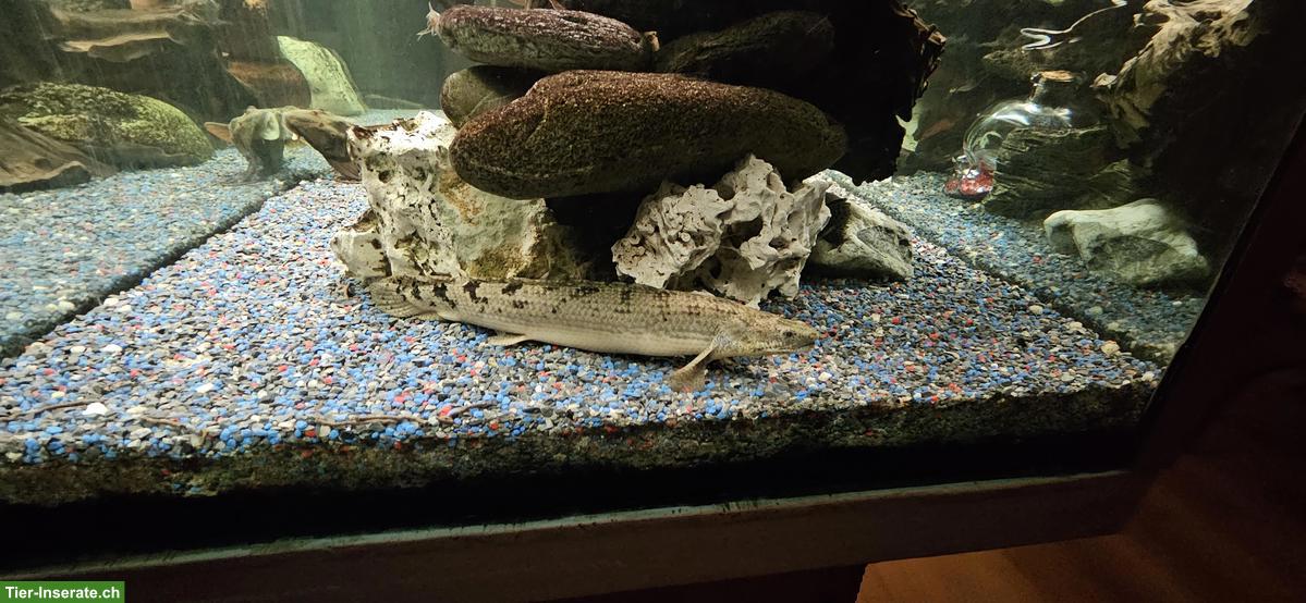 Bild 6: 500 Liter Aquarium 160x60x60cm komplett mit Fischen