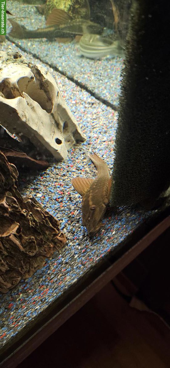 Bild 7: 500 Liter Aquarium 160x60x60cm komplett mit Fischen