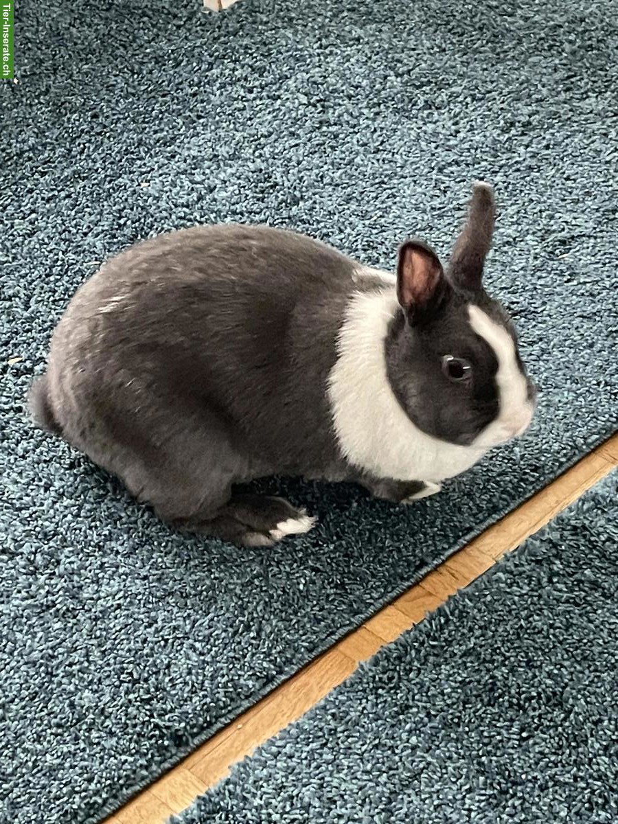 Zwergkaninchen Paar mit Käfig (2 Etagen) + Zubehör