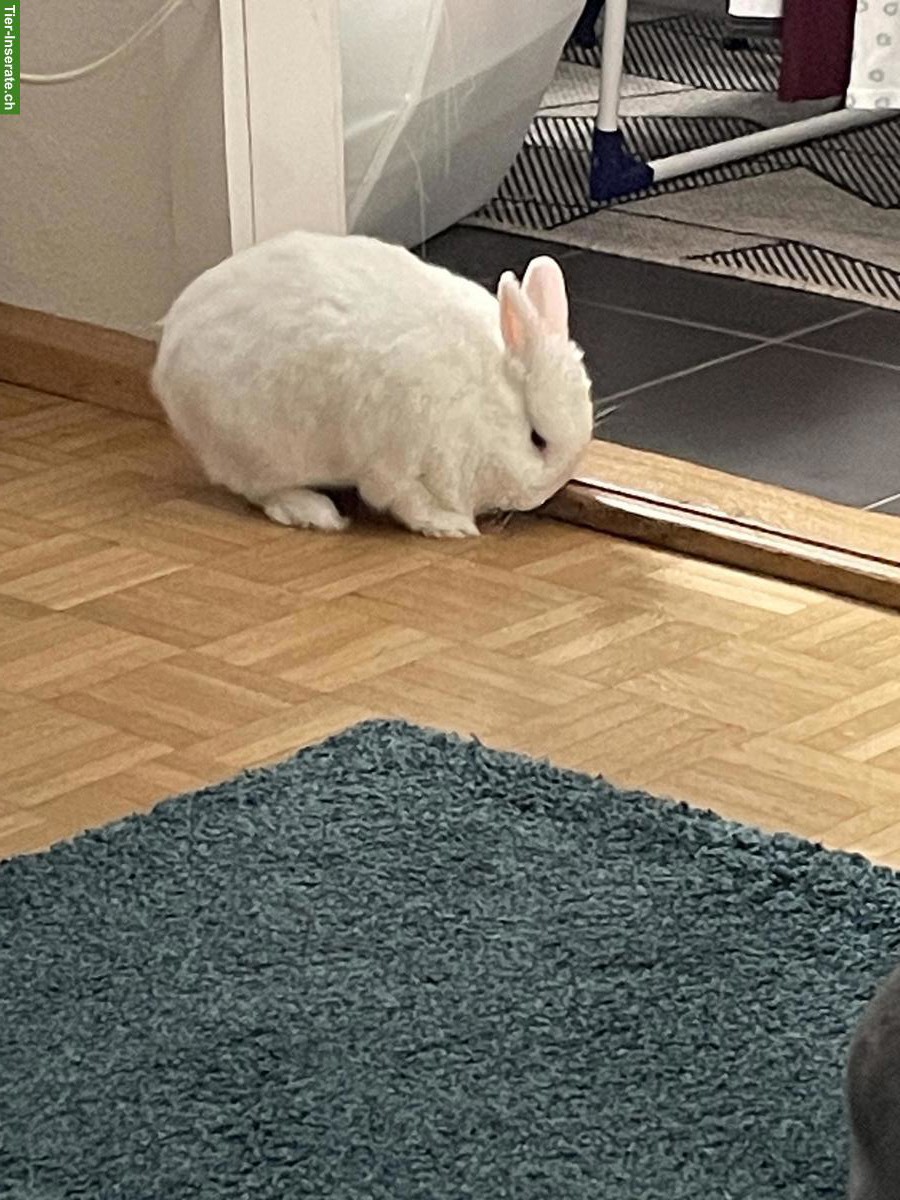 Bild 2: Zwergkaninchen Paar mit Käfig (2 Etagen) + Zubehör