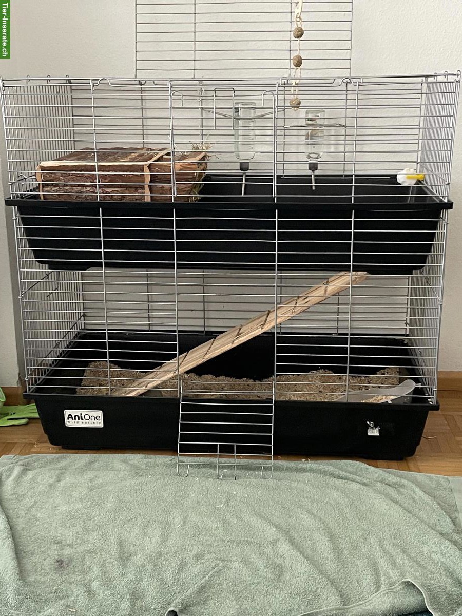 Bild 3: Zwergkaninchen Paar mit Käfig (2 Etagen) + Zubehör