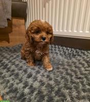Cavapoo Welpe, Rüde sucht liebevolles Zuhause