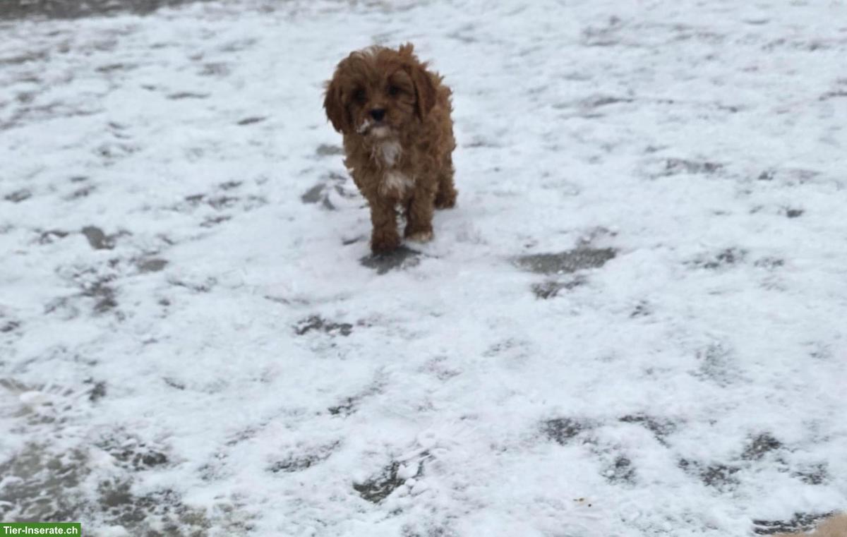 Bild 2: Cavapoo Welpe, Rüde sucht liebevolles Zuhause