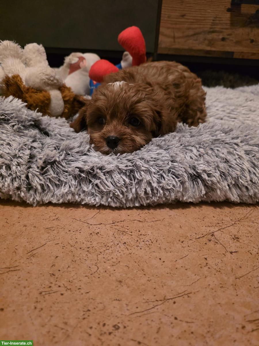 Bild 3: Cavapoo Welpe, Rüde sucht liebevolles Zuhause