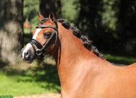 Wunderschöne Welsh A Pony Stute, 8-jährig