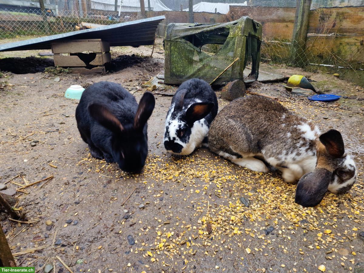 3 grosse Kaninchen gratis abzugeben