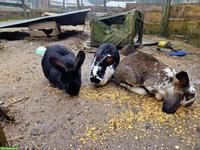 3 grosse Kaninchen gratis abzugeben